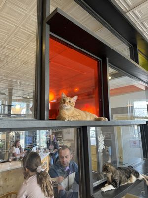 Mauhaus Cat Cafe by null