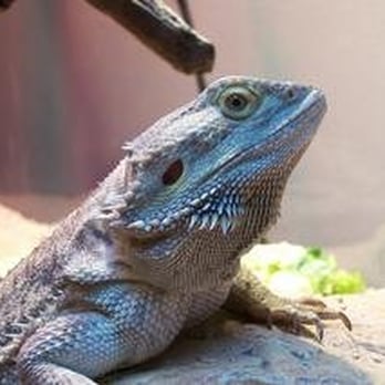 Alligators to Zebras Pet Sitting - Pet Sitting Near Me Alligators to Zebras Pet Sitting - Pet Sitting Near Me