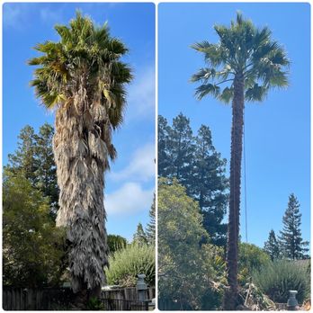 Moreno Tree Service - Before and after. Looks slender and nice! - Tree Services Near Me Moreno Tree Service - Before and after. Looks slender and nice! - Tree Services Near Me