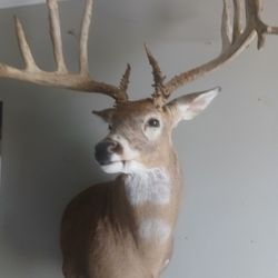 Baldy's Muffler Shop & Tire Service - Baldy's big Buck