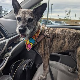 Penny looking very fabulous and happy after her grooming!