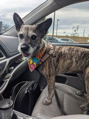 Dogma Grooming + Pet Needs by null