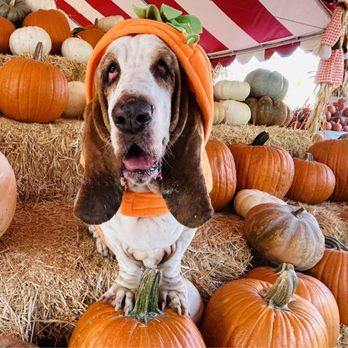Pasadena Pumpkin Patch - Pasadena Pumpkin Patch, thank you! - Pumpkin Patches Near Me - Pasadena, California