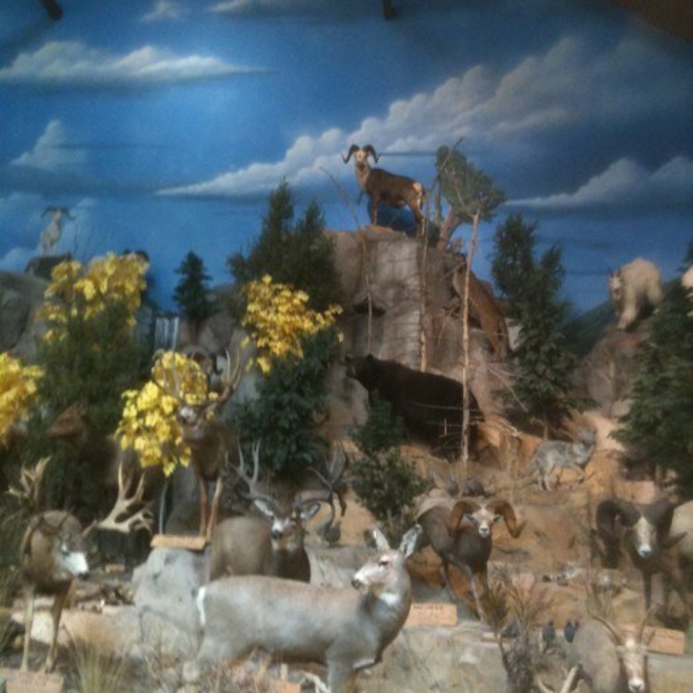 Cabela's - Guns & Ammo Near Me - Verdi, Nevada