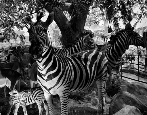 Wonders Of Wildlife National Museum & Aquarium by null