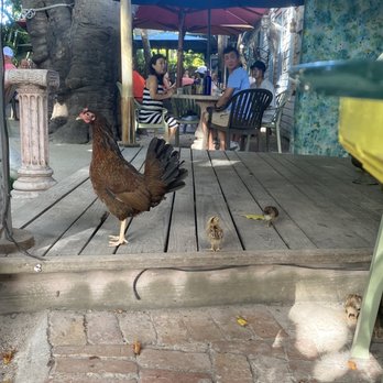 Blue Heaven - Chicks visiting us - Breakfast & Brunch Near Me - Key West, Florida