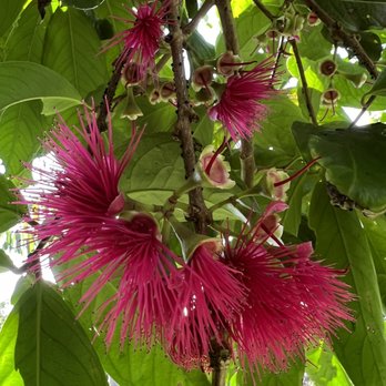 Ono Organic Farms - So many beautiful flowers. - Fruits & Veggies Near Me - Hana, Hawaii