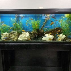 Eyemax - Pretty fish tank in the waiting area