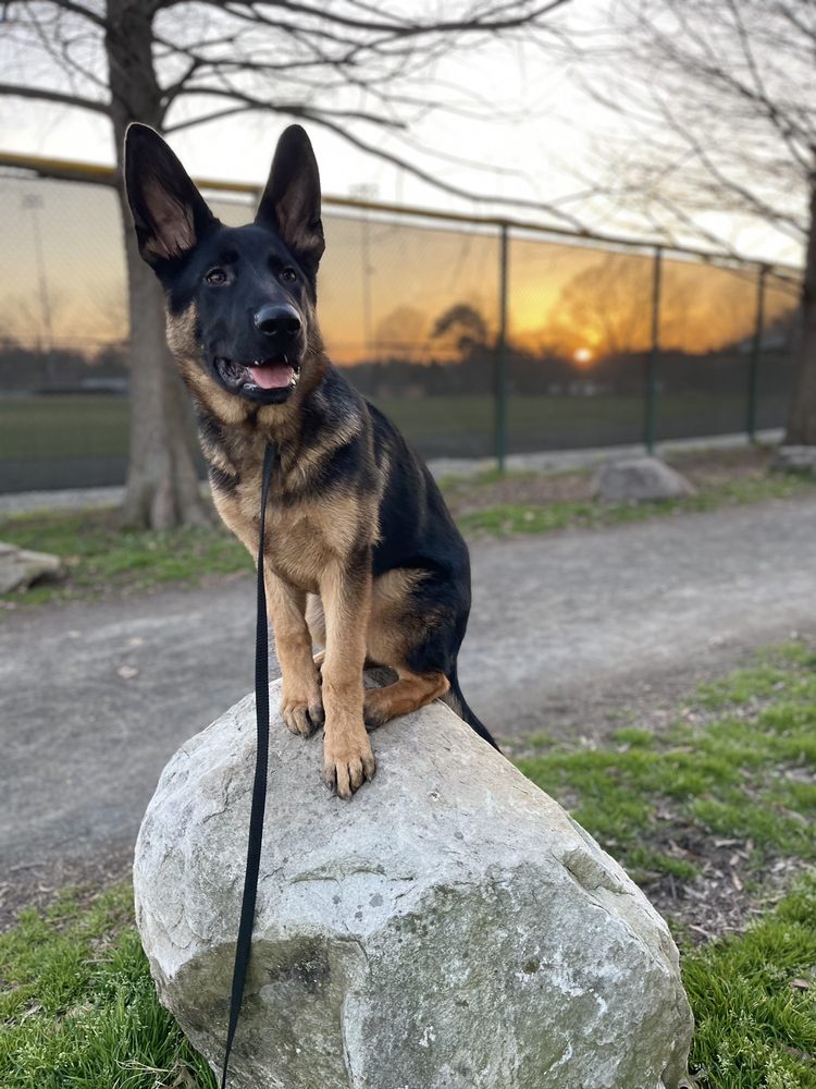 CANINE CARDIO Updated September 2024 16 Photos & 13 Reviews Alexandria, Virginia Dog