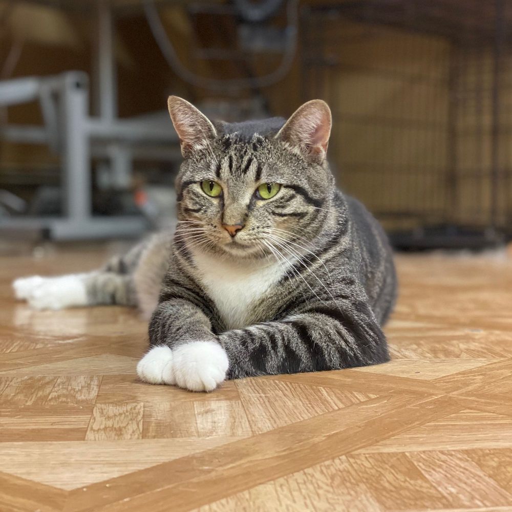 WOOF N MEOW GROOMING SALON Updated August 2024 56 Photos & 13