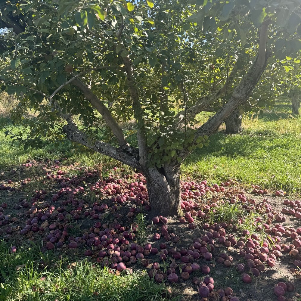 Minnesota Harvest Apple Orchard - Pick Your Own Farms Near Me - Jordan, Minnesota
