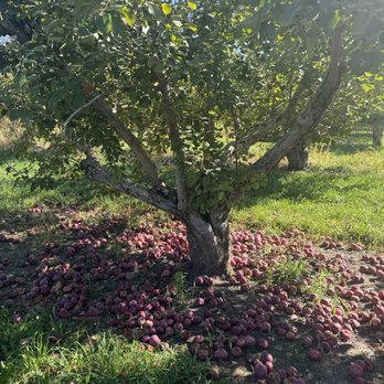Minnesota Harvest Apple Orchard - Pick Your Own Farms Near Me - Jordan, Minnesota