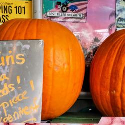 Fred's Urban Farm - Pumpkins for $2.00!