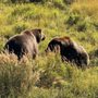 Alaska Wildlife Conservation Center