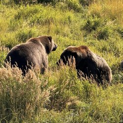 Alaska Wildlife Conservation Center - Black bears