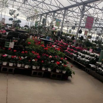 Calloway's Nursery - Inside tent - Nurseries & Gardening Near Me - Plano, Texas