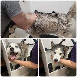 EarthWise Pet Supply & Grooming Cottage Grove - Dog wash rental