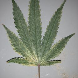 313 Clones - Leaf from 313 clone