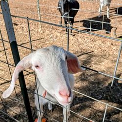 Jollity Farm Goat Dairy