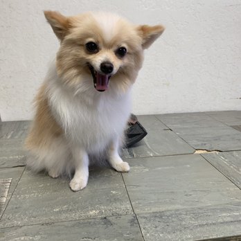 Grooming By Peggy - Pet Groomers Near Me - Rochester Hills, Michigan