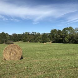 Amonett's Eagle Auction & Realty