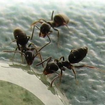 Antman Pest Control - untitled - Pest Control Near Me - Rochester, Washington Antman Pest Control - untitled - Pest Control Near Me - Rochester, Washington