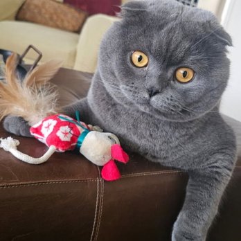Lee Animal Hospital - Playing with my new toy from. Trader Joe's. - Veterinarians Near Me - Orange, California Lee Animal Hospital - Playing with my new toy from. Trader Joe's. - Veterinarians Near Me - Orange, California