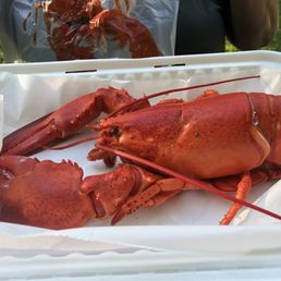 Steamed lobster Steamed lobster