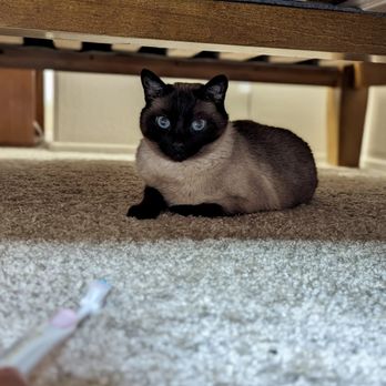 Tabby Manor - Pet Sitting Near Me Tabby Manor - Pet Sitting Near Me