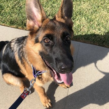 Nate Schoemer Dog Training - Duke at a heal. 4 months & 1 week old. All vaccines completed! - Pet Training Near Me