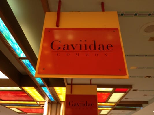 Gaviidae Common by null