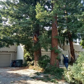New Sky Tree Service - Tree Services Near Me - San Jose, California New Sky Tree Service - Tree Services Near Me - San Jose, California