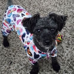 Deanna's Doggie Boutique - Luna