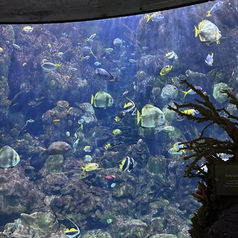 Shedd Aquarium - Aquarium - Aquariums Near Me - Chicago, Illinois