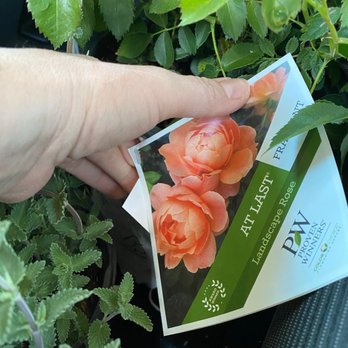 Old Valley Nursery - Found my believed At Last Rose! Bought three!!! They carry a lot of Proven Winners. - Nurseries & Gardening Near Me - Eagle, Idaho Old Valley Nursery - Found my believed At Last Rose! Bought three!!! They carry a lot of Proven Winners. - Nurseries & Gardening Near Me - Eagle, Idaho