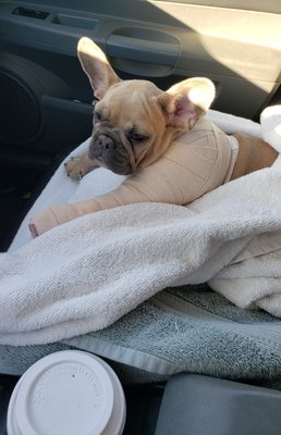 beach city animal hospital