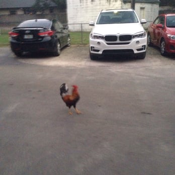 Yellow Dog Eats - Chickens just hanging out! - Sandwiches Near Me - Windermere, Florida Yellow Dog Eats - Chickens just hanging out! - Sandwiches Near Me - Windermere, Florida