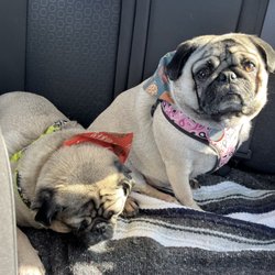 Petsense