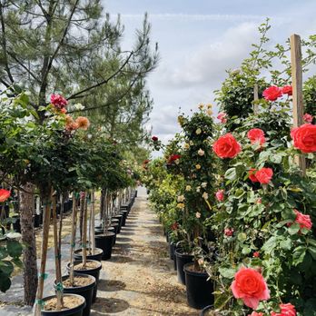 Luna Rose Nursery & Garden - Climbing and tree roses - Nurseries & Gardening Near Me - Cherry Valley, California Luna Rose Nursery & Garden - Climbing and tree roses - Nurseries & Gardening Near Me - Cherry Valley, California