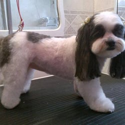 Grooming Gallery