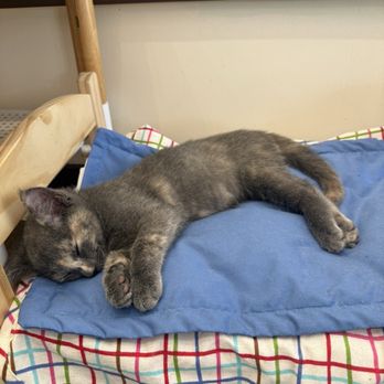Espurresso Cat Cafe - Cafes Near Me - Bayside, New York