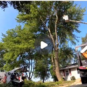 Beny's Tree Service - Beny's Tree Service ad - Tree Services Near Me - Austin, Texas