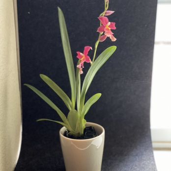 Brookside Orchids - Oncidiopsis Francine 'Roseglow' - Nurseries & Gardening Near Me - Menlo Park, California