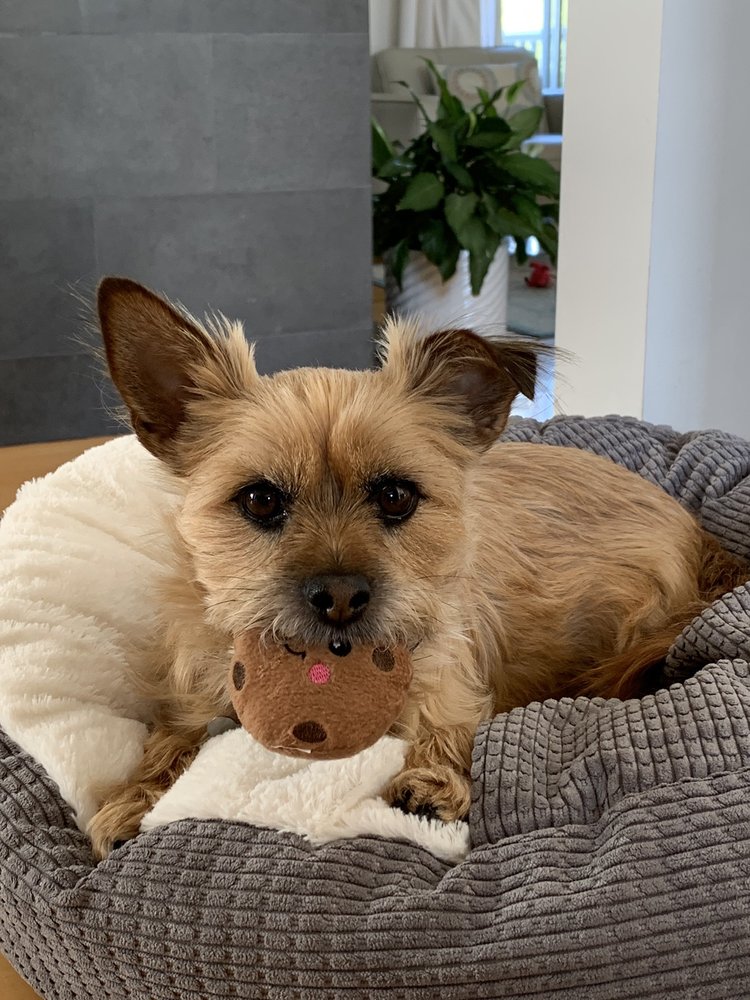 GOODLAND GROOMING 20 Photos Goleta, California Pet Groomers