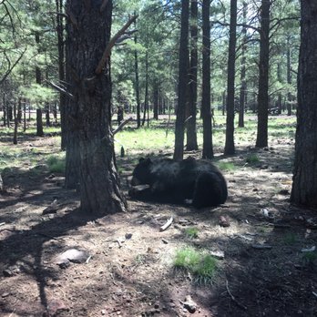 Bearizona - A huge black bear!  Can't believe how close up we are! - Zoos Near Me - Williams, Arizona