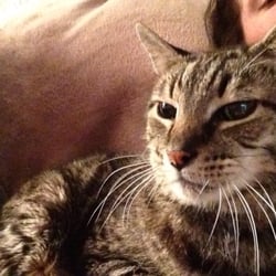 Tender Heart Pet Memorial - Buster Mistoffelees Davis May 5, 1999 - April 27, 2016