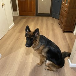 Better Flooring Outlet