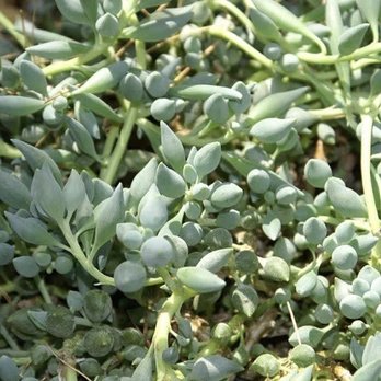 Armstrong Garden Centers - String of Tears - Nurseries & Gardening Near Me - Torrance, California