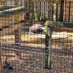 Moccasin Lake Nature Park - Penelope the Bald Eagle taking a bath today!