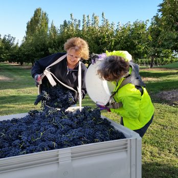 Kitzke Cellars - Harvest 2016 - Wineries Near Me - Richland, Washington Kitzke Cellars - Harvest 2016 - Wineries Near Me - Richland, Washington